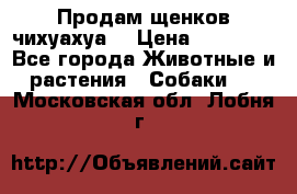 Продам щенков чихуахуа  › Цена ­ 10 000 - Все города Животные и растения » Собаки   . Московская обл.,Лобня г.